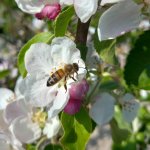 De 5 beste fruitbomen voor meer bijen in je tuin