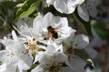 Blinde bij op perenbloesem