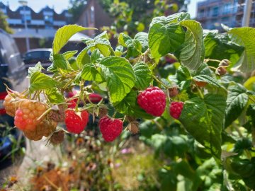 Vruchten van de rode zomerframboos