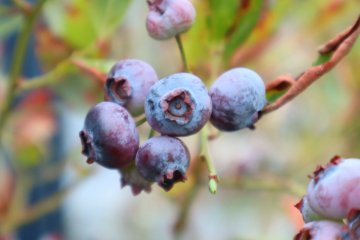 Vruchten van de blauwe bes