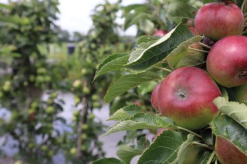 Appels aan een ballerinaboom