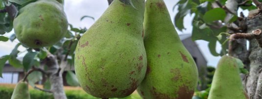 Een mini-perenboom voor in de kleine tuin of op het balkon