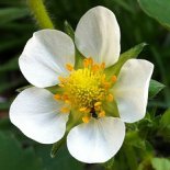 Bloesem van Aardbeienplanten