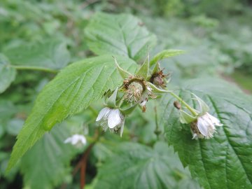 Bloemen van de framboos