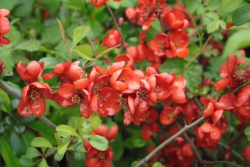 Bloemen van de japanse dwergkwee Crimson and Gold