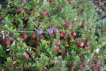 Cranberries aan struik