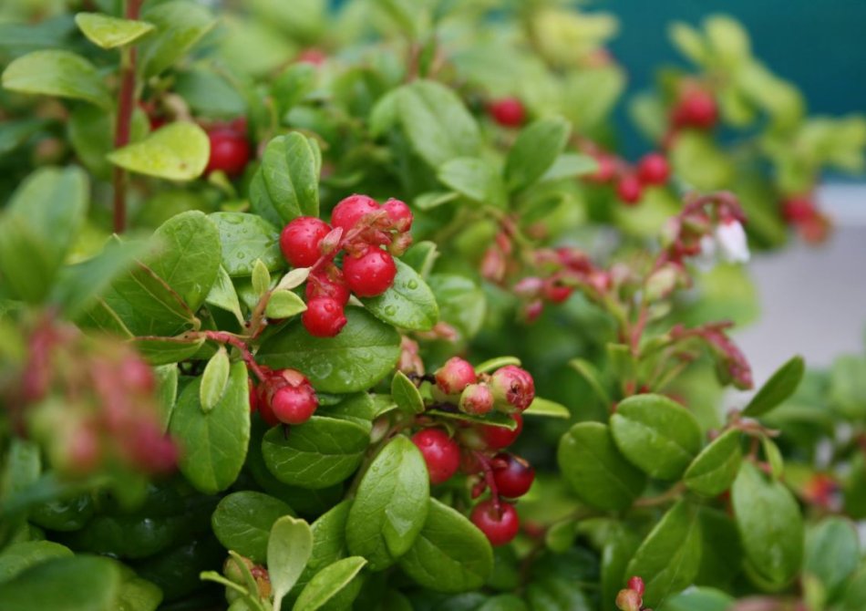 Wat is nu eigenlijk het allergezondste fruit?