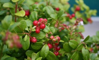 Wat is nu eigenlijk het allergezondste fruit?