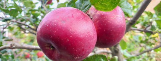 Appelboom en perenboom naast elkaar? Zo pak je dat aan.