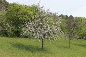 Volwassen hoogstam kriekenboom.