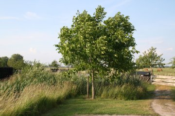 Walnotenboom Broadview