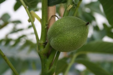 Onrijpe vrucht van een walnotenboom.