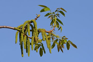 Bloemen van de walnotenboom