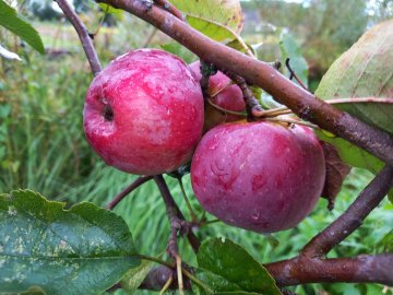 Smakelijke rode appels