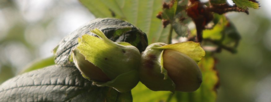 Foto van fruit van Hazelnootstruiken