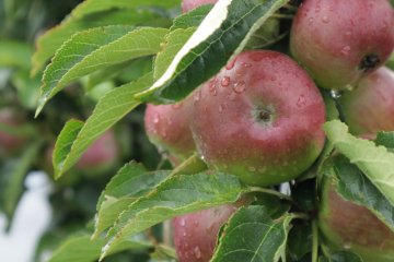 Appels aan een zuilappelboom