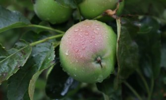 Welke appelboom moet ik kiezen? De 5 makkelijkste appelbomen voor de beginnende tuinliefhebber