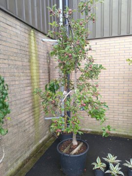 Laagstam appelboom