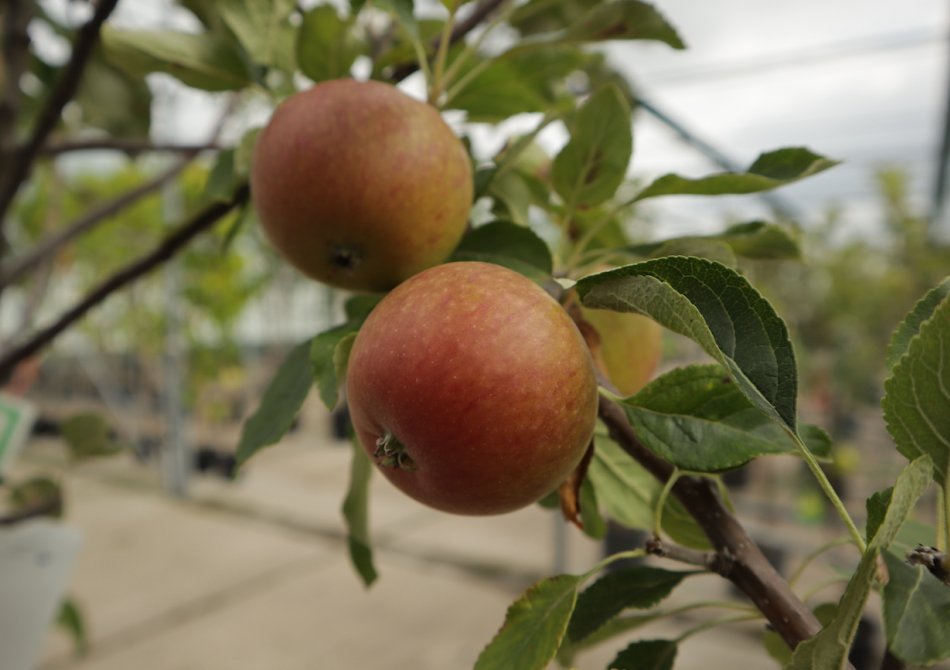 Appel 'Cox's Orange'