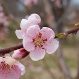 Bloesem van Nectarinebomen