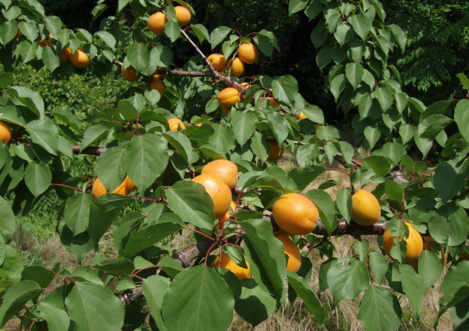 Abrikoos ‘Early Orange’