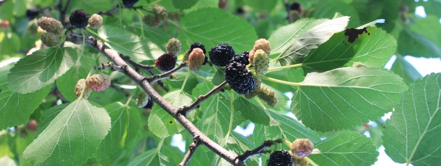 Moerbeienbomen