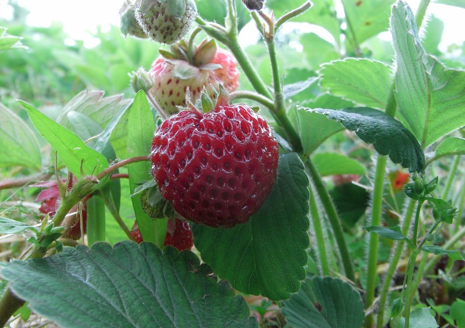 Aardbei ‘Frambozenaardbei' 