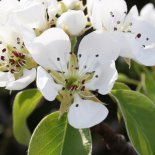 Bloesem van Peer 'Gieser Wildeman'