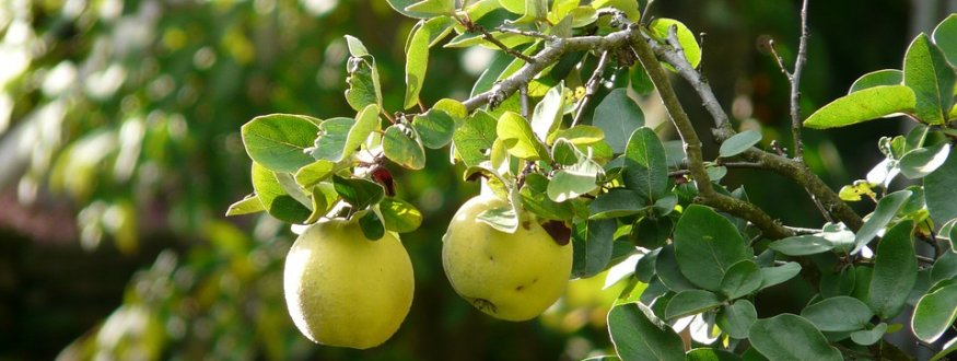 Foto van fruit van Kweeperen