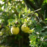 Fruit van Kweeperen