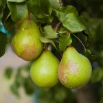 Fruit van Hand- en stoofperenbomen