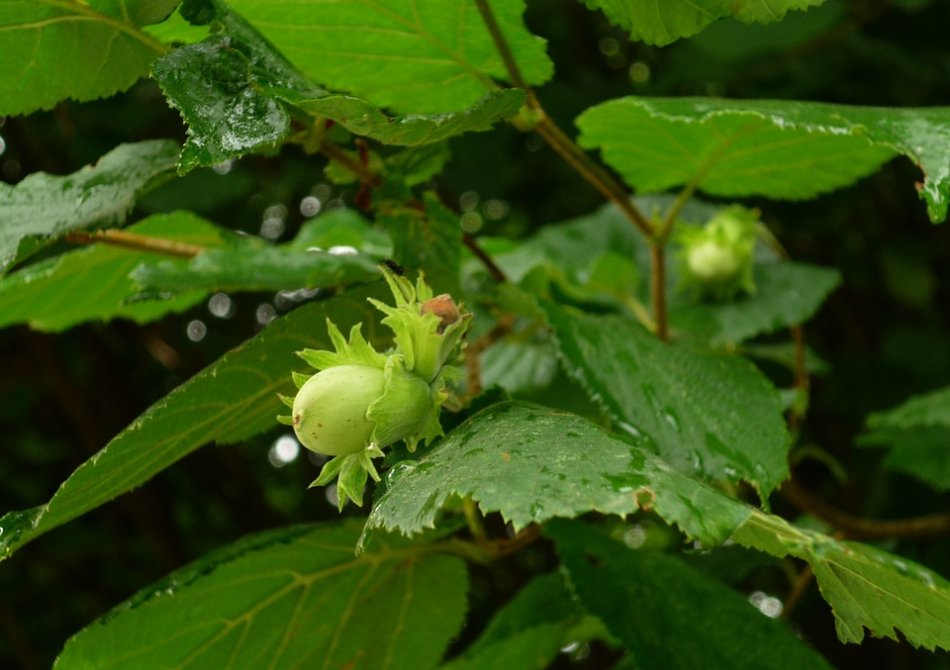 Hazelnoot ‘Garibaldi’