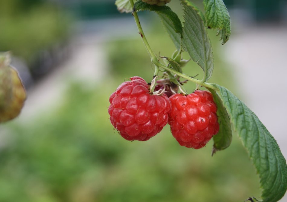 Framboos ‘Sugana Lubera Primeberry' ®