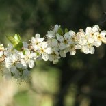 Bloesem van Pruim 'Ontario'