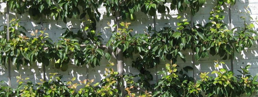 Fruitbomen in (bijzondere) leivormen