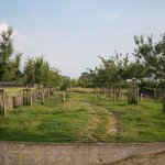 Fruitbomen in laagstam (struik), halfstam en hoogstam