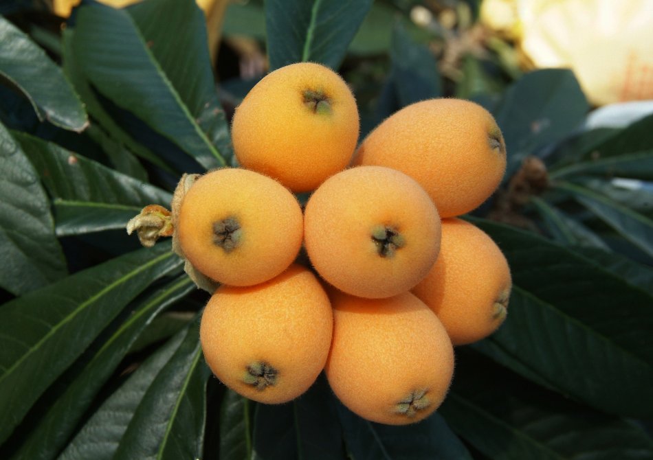 Loquat