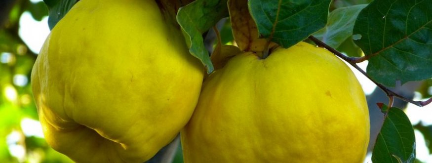 Bijzondere Fruitbomen