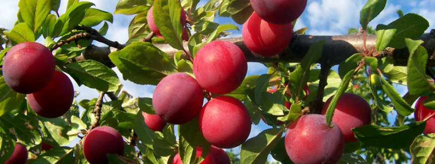 Foto van fruit van Pruimenbomen