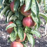 Bloesem van Zuil / Ballerinafruitbomen