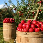 Waarop moet ik letten bij mijn eerste fruittuin?