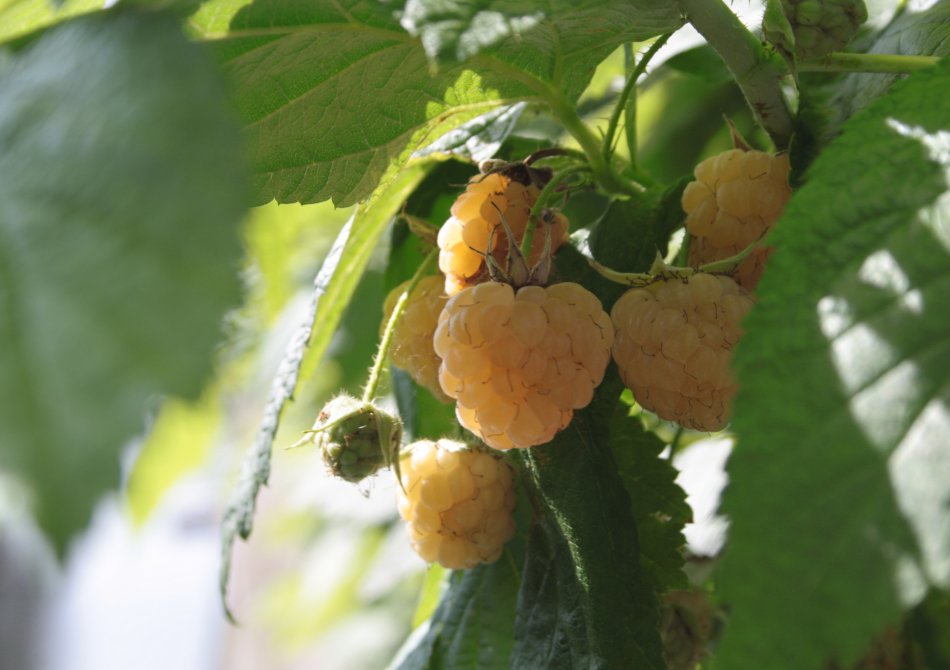 Framboos 'Golden Everest'