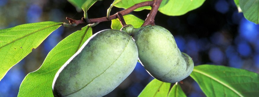 Foto van fruit van Pawpawbomen