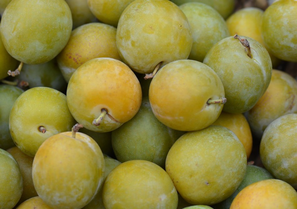 Na jaren nog geen fruit in de `Reine Claude` pruimenboom