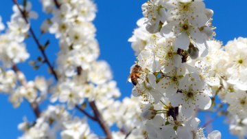 Bloesem bij een pruimenboom