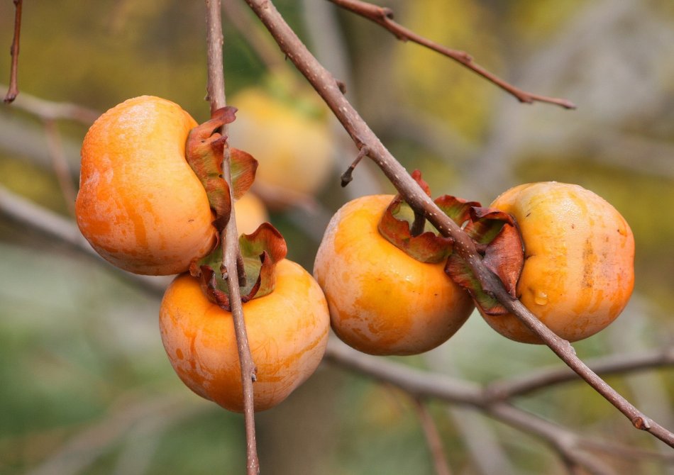 Kaki ‘Rojo Brillante’