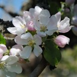 Bloesem van Appel 'Golden Delicious'