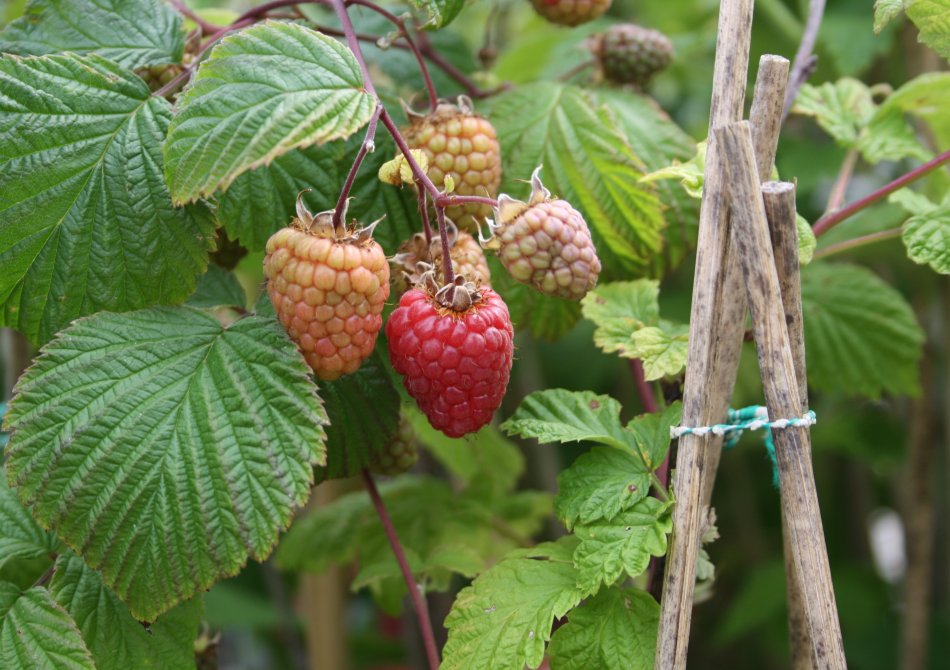 Framboos ‘Glen Ample’