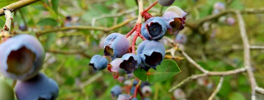 Blauwe bessen op kleigrond, zandgrond en veengrond; de verschillen