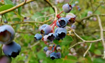 Blauwe bessen op kleigrond, zandgrond en veengrond; de verschillen